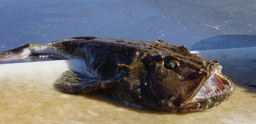 Удильщик, морской черт - Lophius piscatorius.