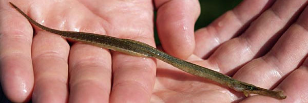 Рыба-игла длиннорылая (Syngnathus typhle)