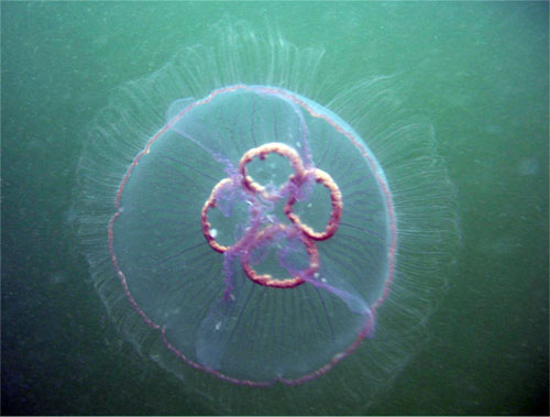 Черноморская Медуза - Аурелия