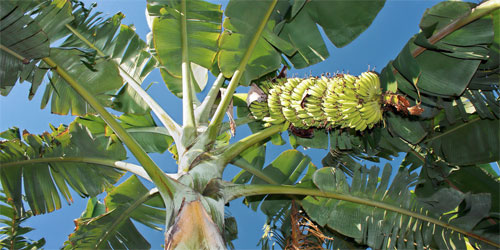 бананы на бали