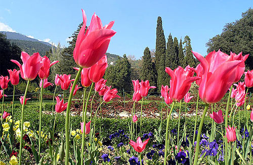 Выставка тюльпанов в Никитском саду