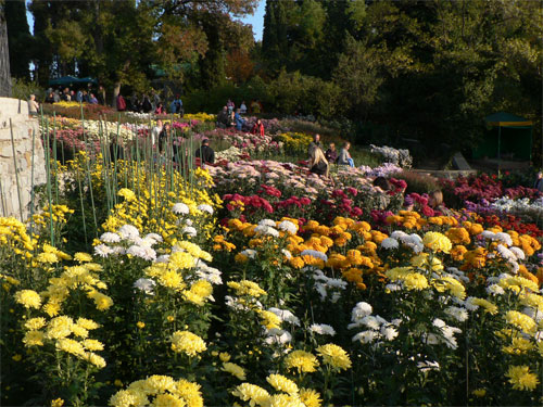 Бал хризантем в Никитском саду