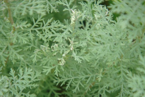 Artemisia-pontica1